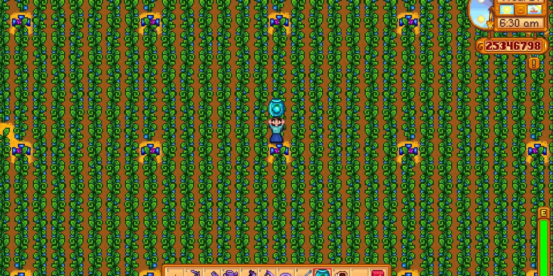 Một nông trại Ancient Fruit khổng lồ được tối ưu hóa trong game Stardew Valley.